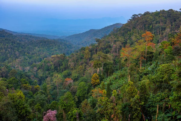 Aerial Shot Colorful North Chiang Dao Rainforest Thailand — Foto de Stock