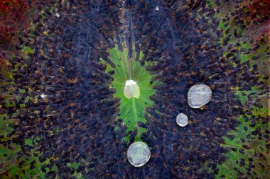 Nilüfer yaprağı dokusu ile su damlalarının ayrıntıları