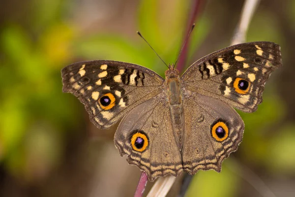 Butterfly Lemon Pansy Junonia Lemonias Wings Wide Open — Stockfoto
