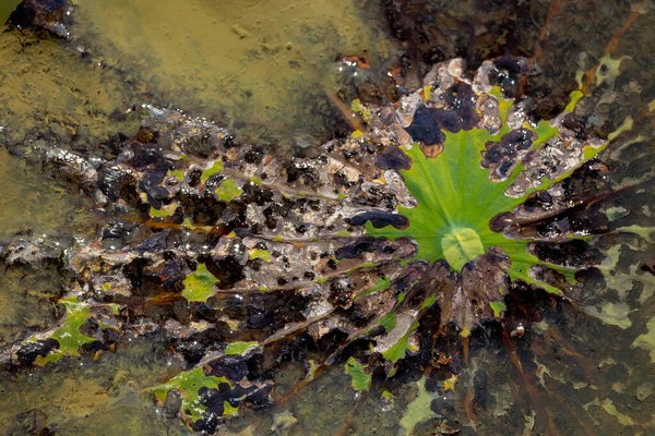 Detail Lotus Leaf Texture Background Water Drops — Φωτογραφία Αρχείου