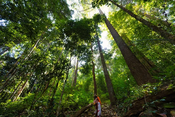 Woman Looking Very Tall Trees Mae Hong Son Nature Trail — Fotografia de Stock