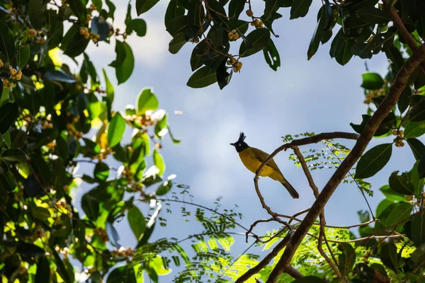 Black Crested Bulbul Rubigula Flaviventris Standin Branch Fig Tree Thailand — ストック写真