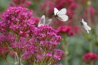 black-veined white butterfly breeding on a red Valerian flower .