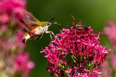 A broad-bordered bee hawk-sphinx moth gathering pollen on a Red Valerian flower and facing an Assassin bug waiting for his prey.