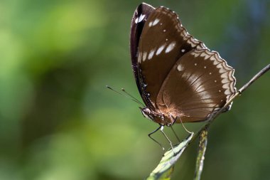 A Great Eggfly butterfly (Hypolimnas bolina) standing on a leaf.