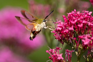 A broad-bordered bee hawk-sphinx moth gathering pollen on a Red Valerian flower