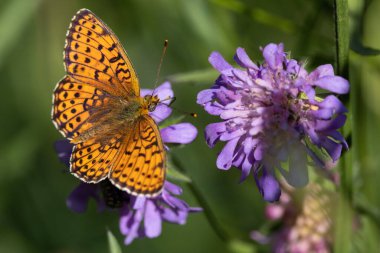 A pearl-bordered fritillary (Boloria euphrosyne) butterfly gathering nectar on wildflowers.