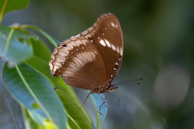 A Great Eggfly butterfly (Hypolimnas bolina) standing on a leaf.