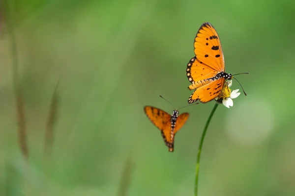 Tawny Coster Acraea Terpsicore Butterfly Flying Standing Tropical Meadow Ththailand — стоковое фото