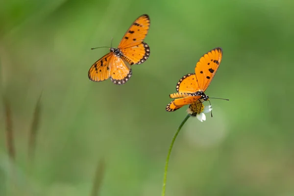 Tawny Coster Acraea Terpsicore Butterfly Flying Standing Tropical Meadow Thailand — Stok fotoğraf