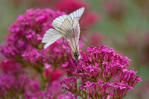 Couple Black Veined White Butterfly Breeding Red Valerian Flower — Stok fotoğraf