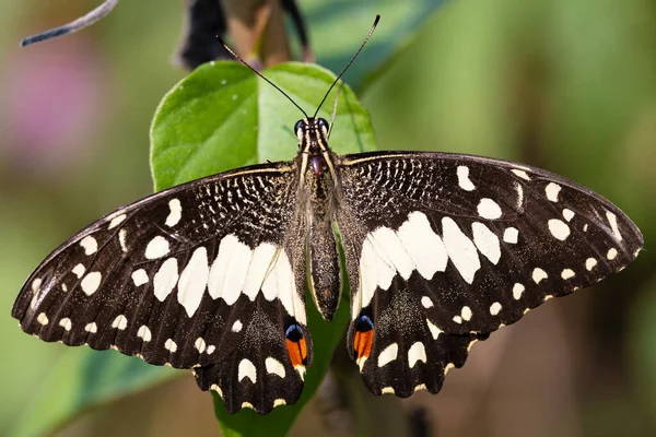 Бабочка Papilio Demoleus Стоящая Широко Раскрытых Крыльях Листа — стоковое фото