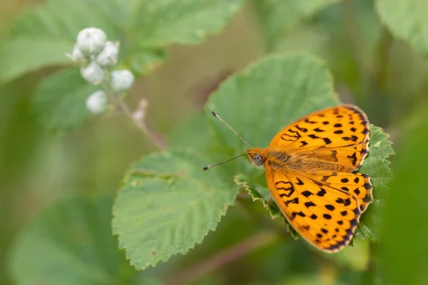 Marbled Fritillary Butterfly Brenthis Daphne Standing Blackberry Plant Leaf —  Fotos de Stock