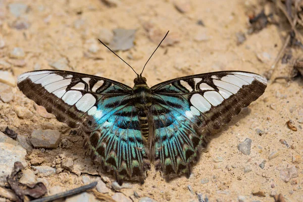 Parthenos Sylvia Butterfly Gathering Water Wet Soil — Stockfoto