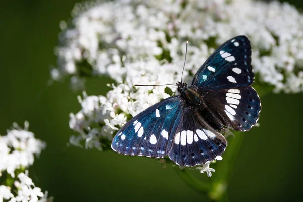 White Amiral Butterfly Limenitis Camilla Gathering Pollen White Valerian Flower — Fotografia de Stock