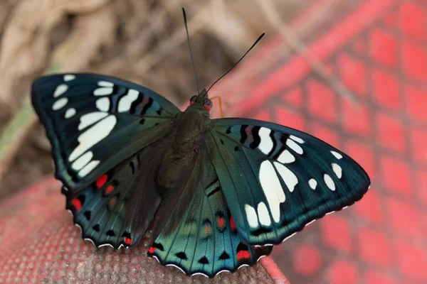 Common Gaudy Baron Euthalia Lubentina Butterfly Standing Red Shoes — ストック写真