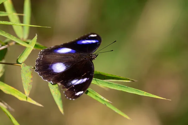 Great Eggfly Butterfly Hypolimnas Bolina Standing Bamboo Leaf — Stock Photo, Image