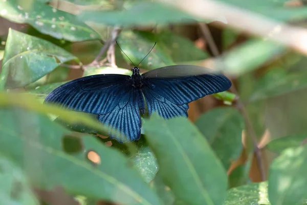 Great Mormon Butterfly Male Hidden Plant Thailand — Fotografia de Stock