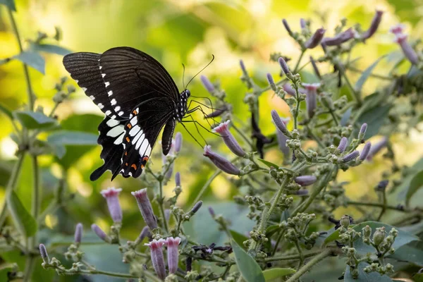 Common Mormon Papilio Polytes Butterfly Gathering Pollen Wildflowers Thailand — ストック写真