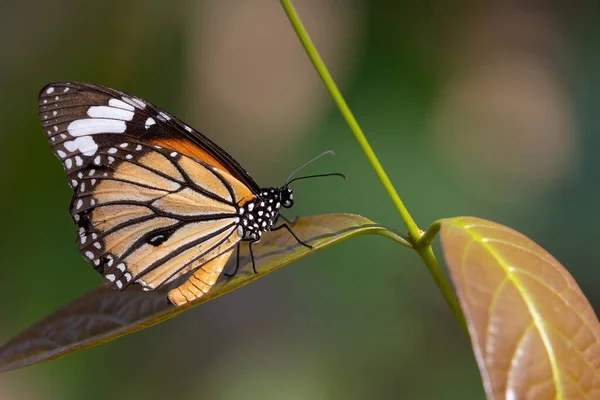 Бабочка Тигр Danaus Genutia Стоящая Листе — стоковое фото