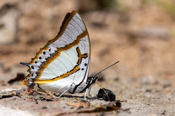 Shan Nawab Butterfly Gathering Some Water Wet Soil Thailand —  Fotos de Stock