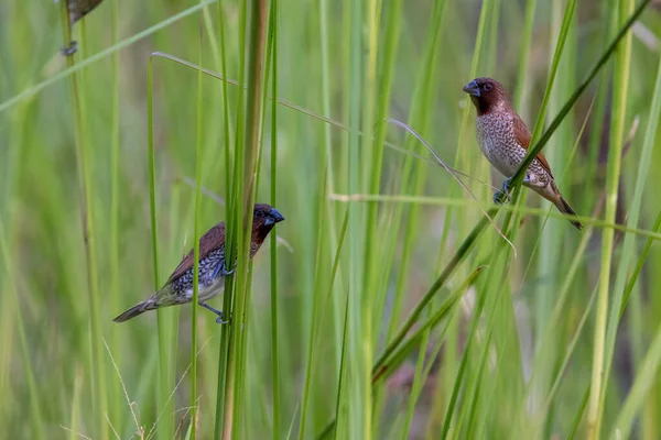 Scaly Breasted Munia Lonchura Punctulata Standing Blade Grass Bangkok Park — ストック写真