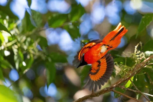 Tropical East Asian Bird Scarlet Minivet Pericrocotus Speciosus Flying Rainforest —  Fotos de Stock