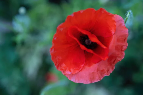Top Shot Poppy Flower — Stock Photo, Image