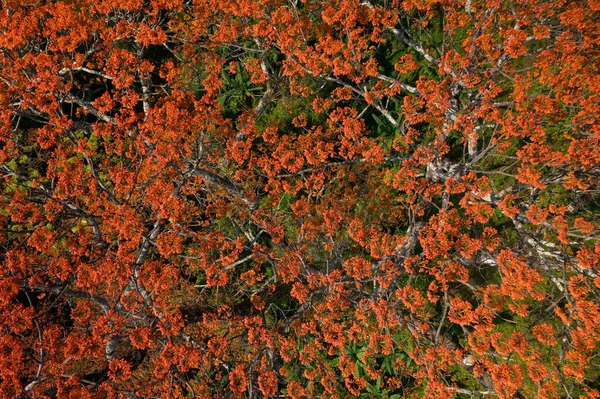 Aerial Top View Pterocymbium Macranthum Tree Full Blossom Chiang Dao — Stockfoto