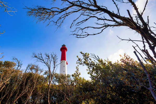 Faro Coubre Que Emerge Del Bosque Robles Silvestres Charente Maritime — Foto de Stock