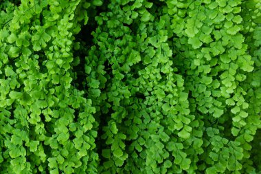 Fern Adiantum capillus-veneris açık hava mağara duvarında yetişiyor.