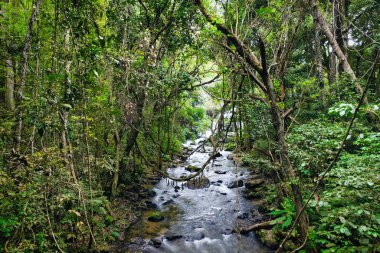 Doi Inthanon Ulusal Parkı, Tayland 'daki tropikal nehrin hava görüntüsü.