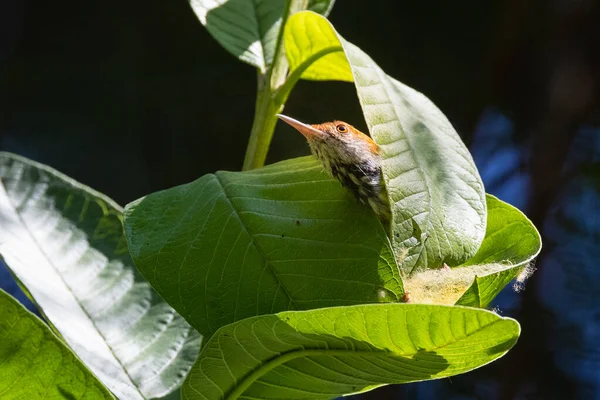 Common Tailorbird sewing tree leaves for protection and make a nest.