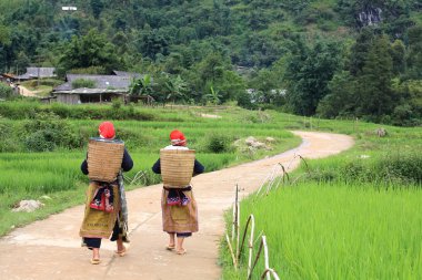 paddy sapa onların köyde kadar yürüyüş alanları yakınında hilltribe kadınlar