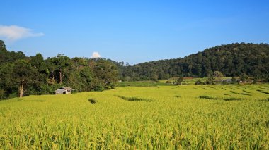 Yeşil Teras pirinç tarlaları chaing Mai,
