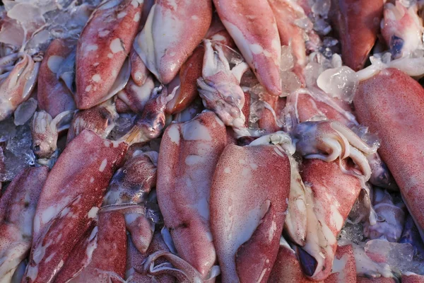 Fresh Squid covering with ice lay — Stock Photo, Image