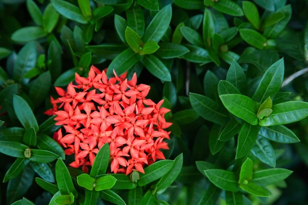 Röd ixora blommor — Stockfoto