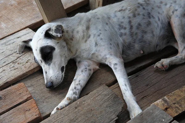 Бездомная бродячая собака спит — стоковое фото