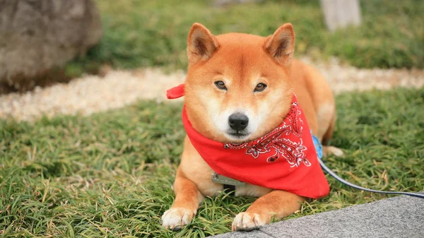 Jeune Shiba inu japonais (Hachi) avec écharpe rouge — Photo