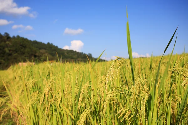 Raccolto Paddy Campo di riso — Foto Stock