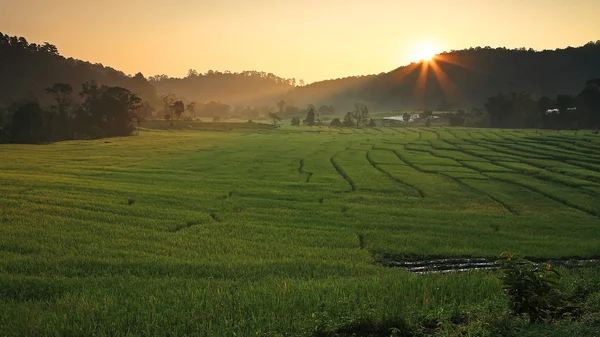 Terraced Rice Field with sunbeam at Sunrise — Stock Photo, Image