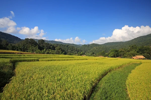 Grön terrass risfält i chiang mai — Stockfoto