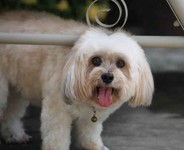 Portret van shih tzu — Stockfoto