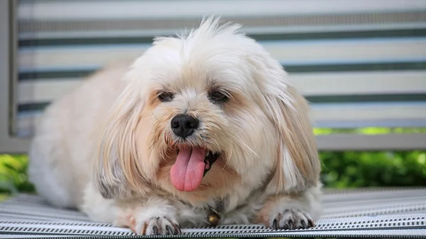 Shih Tzu cachorro relaxar — Fotografia de Stock