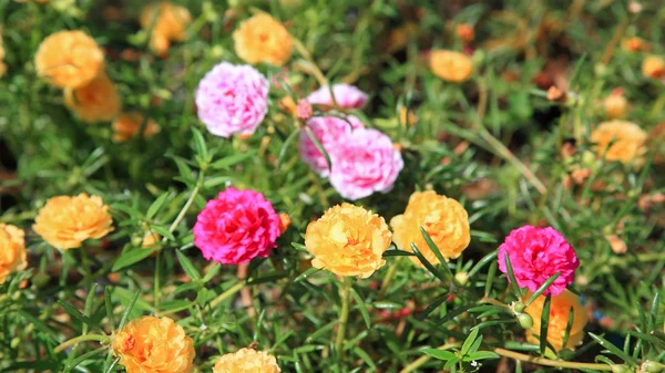 Bunte thailändische Blume — Stockfoto