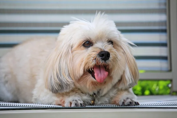 Shih tzu Welpen sitzen, um sich zu entspannen — Stockfoto