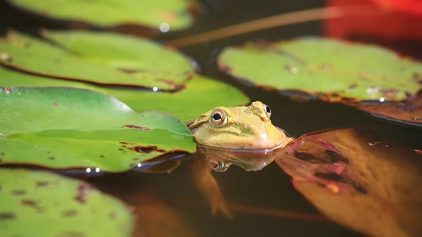 蓮の池でカエル — ストック写真