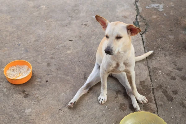 Cão vadio sem abrigo — Fotografia de Stock