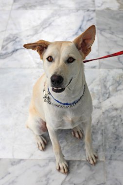 sevimli köpek bakmak ve bağlı