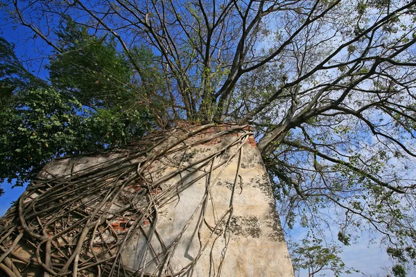 Drzewo obejmujące starożytnej świątyni — Zdjęcie stockowe